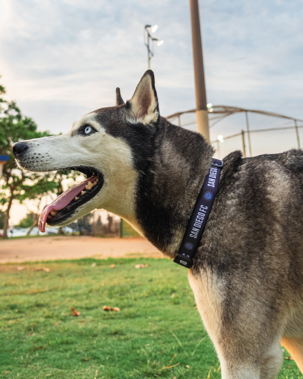 SDFC Pet Collar